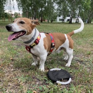 RINGO suņu frisbijs